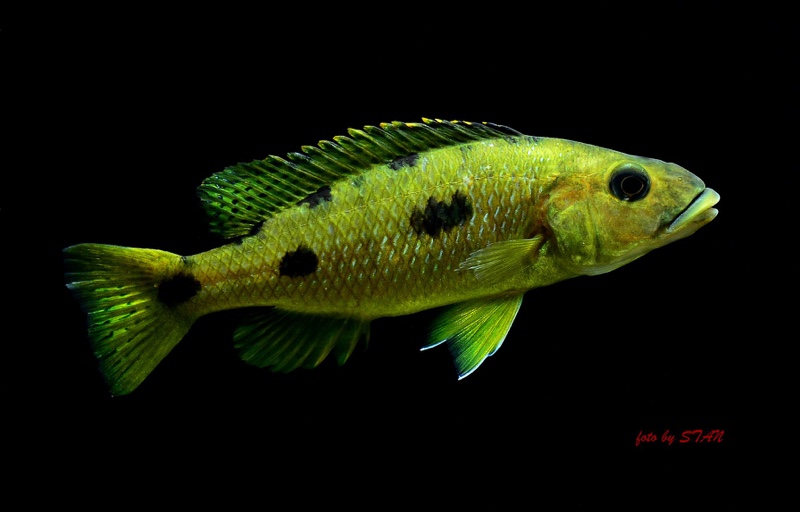 Exochochromis anagenys